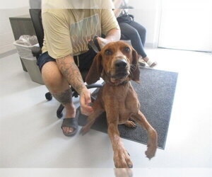 Redbone Coonhound Dogs for adoption in Ocala, FL, USA