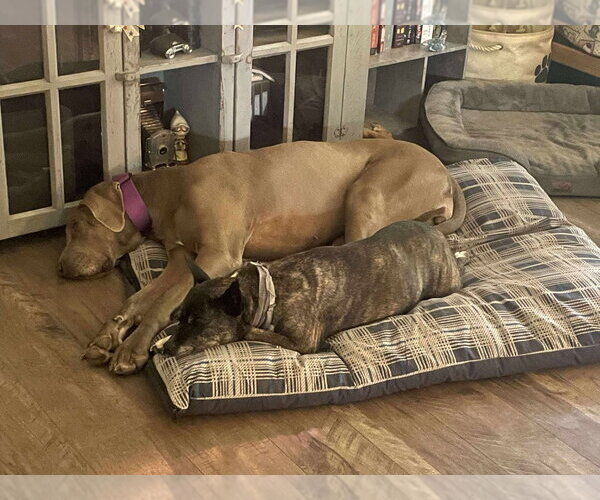 Medium Photo #3 Great Dane Puppy For Sale in Bullard, TX, USA