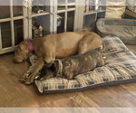 Small #2 Great Dane