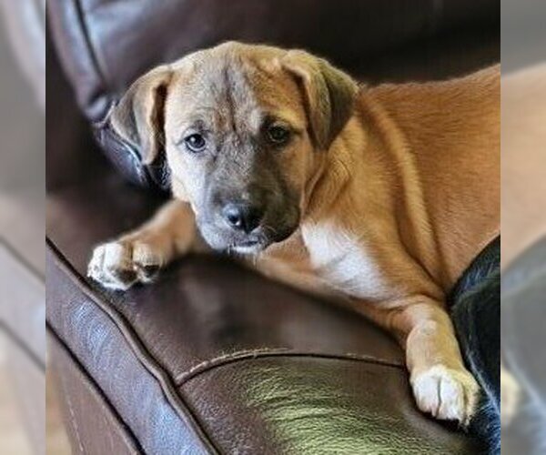 Medium Photo #6 Mutt Puppy For Sale in Vail, AZ, USA