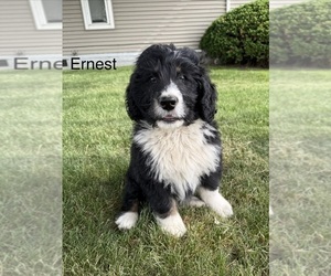 Medium Bernedoodle