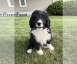 Puppy Ernest Bernedoodle