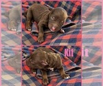 Image preview for Ad Listing. Nickname: Kit