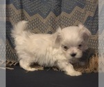 Small Photo #6 Maltese Puppy For Sale in SALEM, MO, USA