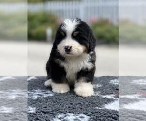 Bernese Mountain Dog Puppy for sale in Wronki, Greater Poland, Poland