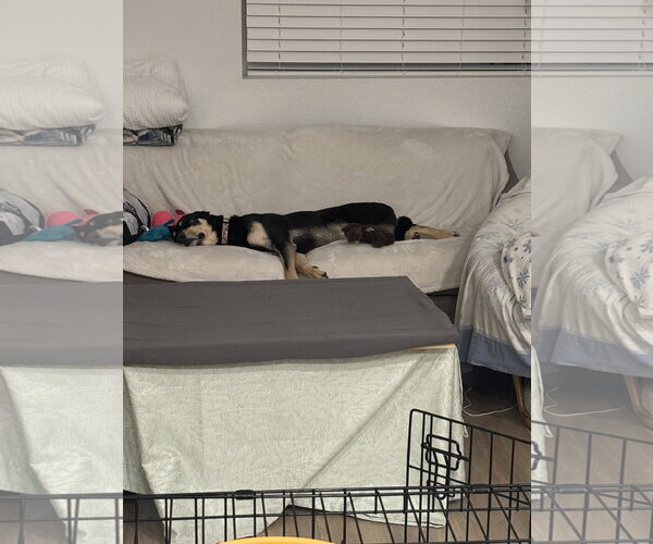 Medium Photo #3 Mutt Puppy For Sale in Fort Collins, CO, USA