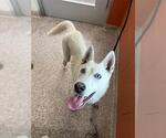 Small Siberian Husky