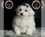 Small #6 Maltipoo (Miniature)