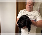 Small Photo #11 Schweenie Puppy For Sale in DOTHAN, AL, USA