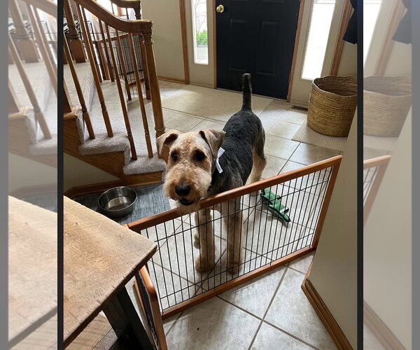 Medium Photo #3 Airedale Terrier Puppy For Sale in St. Louis Park, MN, USA