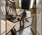 Small #2 Airedale Terrier