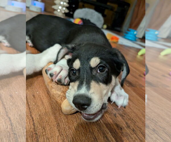 Medium Photo #8 Siberian Husky-Unknown Mix Puppy For Sale in Plainfield, IL, USA