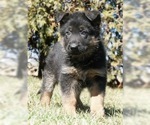 Small Photo #3 German Shepherd Dog Puppy For Sale in NAPPANEE, IN, USA
