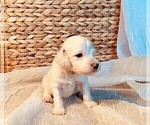 Small Photo #12 Goldendoodle Puppy For Sale in CHEYENNE, WY, USA