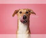 Small Photo #2 Labrador Retriever-Saluki Mix Puppy For Sale in Washington, DC, USA