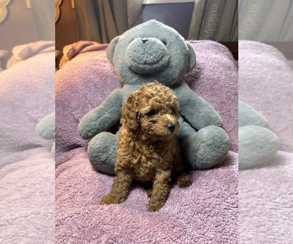 Medium Photo #2 Poodle (Miniature) Puppy For Sale in INDIANAPOLIS, IN, USA