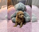Small #1 Poodle (Miniature)