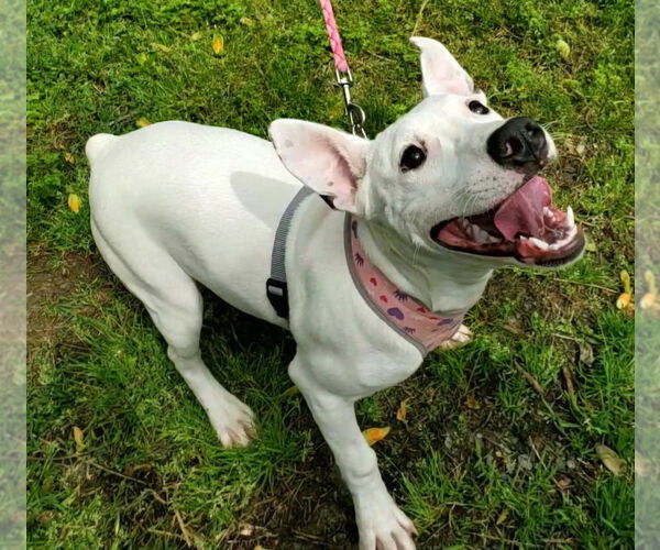 Medium Photo #2 Bull Terrier-Unknown Mix Puppy For Sale in Ellijay, GA, USA