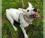Small #1 Bull Terrier Mix