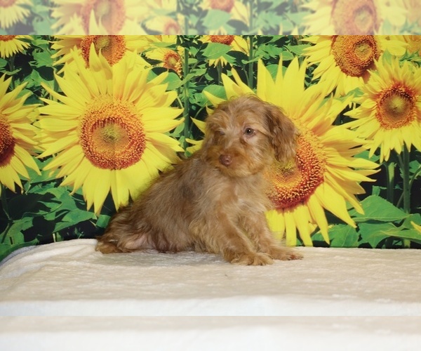 Medium Photo #19 Yorkiepoo mix (+ Poodle Toy) Puppy For Sale in DYERSBURG, TN, USA