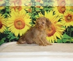 Colt - Male Yorkiepoo mix (+ Poodle Toy) Puppy for Sale - Photo #19