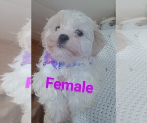 Mal-Shi Puppy for sale in WOBURN, MA, USA