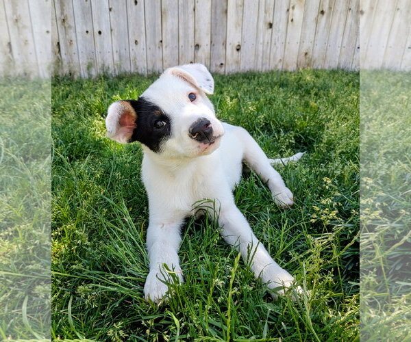 Medium Photo #7 Border Collie-Unknown Mix Puppy For Sale in Sandy, UT, USA