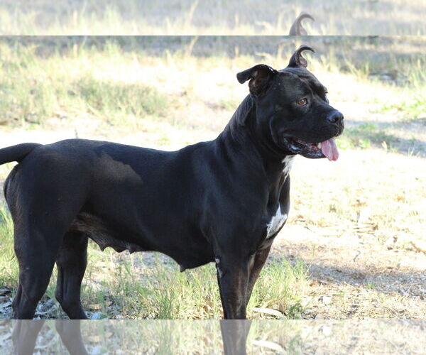 Medium Photo #1 Mutt Puppy For Sale in El Centro, CA, USA