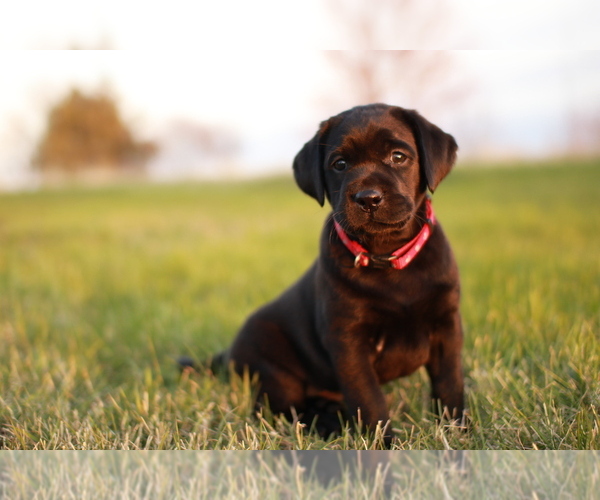 Medium Photo #3 Labrador Retriever Puppy For Sale in FRYTOWN, IA, USA