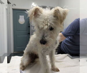 Mutt Dogs for adoption in Chico, CA, USA