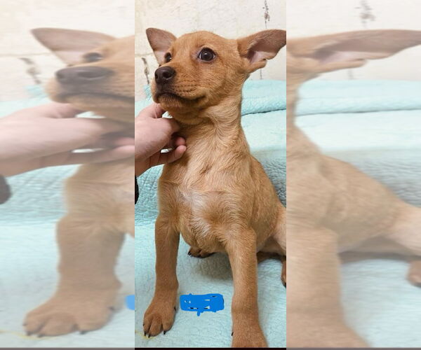 Medium Photo #2 Labrador Retriever-Unknown Mix Puppy For Sale in Royal Palm Beach, FL, USA