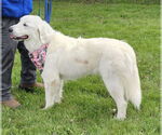 Small #4 Great Pyrenees Mix