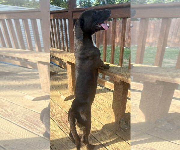 Medium Photo #2 Basschshund Puppy For Sale in Wetumpka, AL, USA