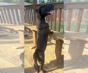 261438  Hot Dog - Male Basschshund Dog for Adoption - Photo #2