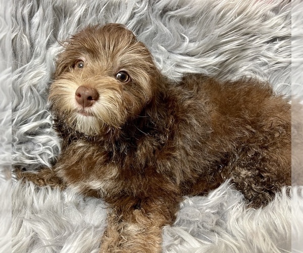 Medium Photo #2 YorkiePoo Puppy For Sale in AQUILLA, TX, USA