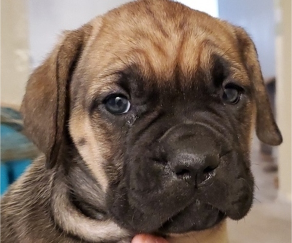View Ad Cane Corso Litter of Puppies for Sale near North