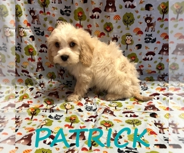 Medium Photo #2 Cockapoo (Miniature) Puppy For Sale in HARTLAND, MN, USA