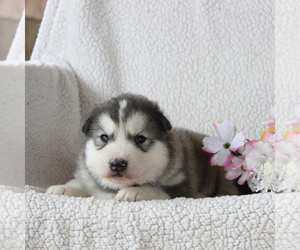 Alaskan Malamute Puppy for sale in HONEY BROOK, PA, USA