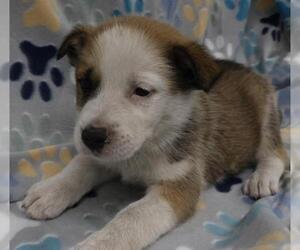 Mutt Dogs for adoption in Thief River Falls, MN, USA