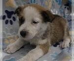 Small Mutt