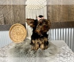 Molly - Female Yorkshire Terrier Puppy for Sale - Photo #6
