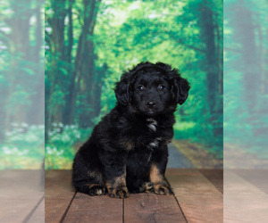 Aussiedoodle Miniature Puppy for sale in SHIPSHEWANA, IN, USA