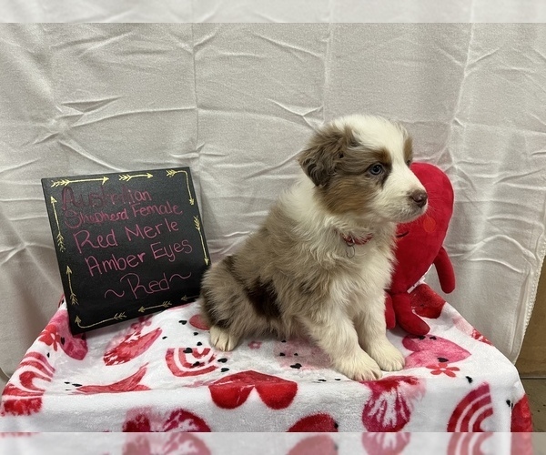 Medium Photo #1 Australian Shepherd Puppy For Sale in DOBSON, NC, USA
