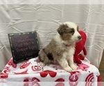 Small Photo #1 Australian Shepherd Puppy For Sale in DOBSON, NC, USA