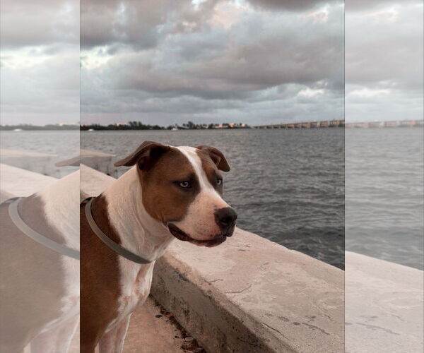 Medium Photo #1 Mutt Puppy For Sale in Miami, FL, USA