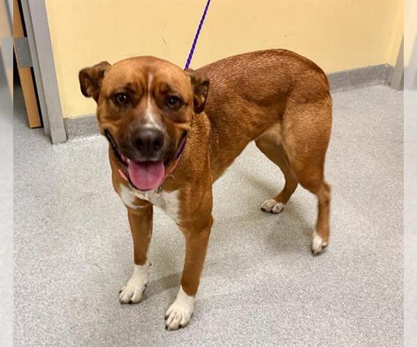 Medium Photo #1 Labrador Retriever-Unknown Mix Puppy For Sale in Orange, CA, USA