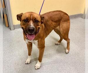 Labrador Retriever-Unknown Mix Dogs for adoption in Orange, CA, USA