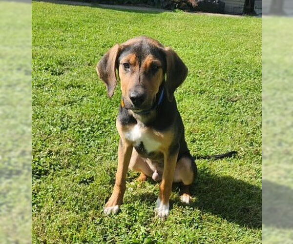 Medium Photo #3 Mutt Puppy For Sale in Genesee, WI, USA