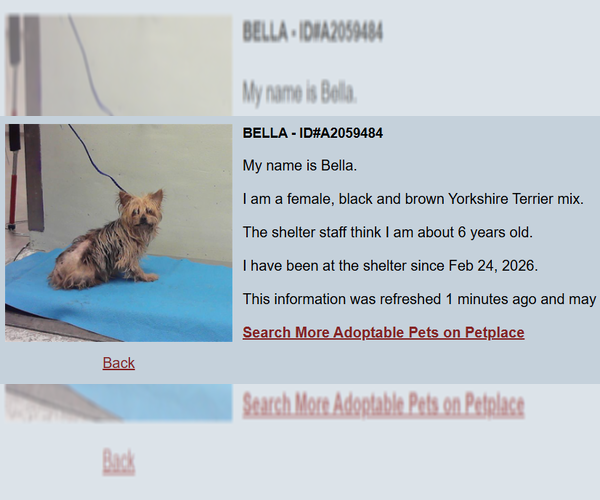 Medium Photo #2 Mutt Puppy For Sale in Spring, TX, USA