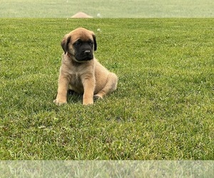 Mastiff Puppy for Sale in SHELLEY, Idaho USA